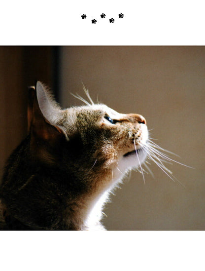 猫壱 猫用 脚付ウォーターボウル ハイタイプ 猫柄 食器 猫用食器 ボウル 水飲み 水やり 給水器 ペット ペット用食器