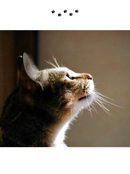 猫壱 猫用 脚付ウォーターボウル レギュラー 猫柄 食器 猫用食器 ボウル 水飲み 水やり 給水器 ペット ペット用食器
