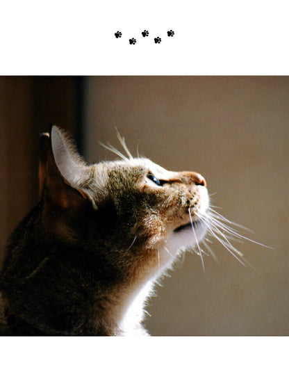 猫壱 猫用 脚付フードボウル L ラージ 猫柄 食器 猫用食器 ボウル エサ エサ皿 大きめ 大量 ペット ペット用食器