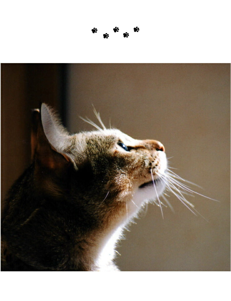 猫壱 猫用 脚付フードボウル 浅広口タイプ 猫柄 食器 猫用食器 ボウル エサ エサ皿 ペット ペット用食器